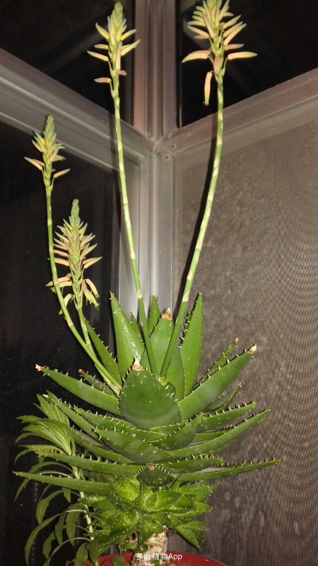 老人说三种花不吉利,这5种花适合老人养健康又长寿