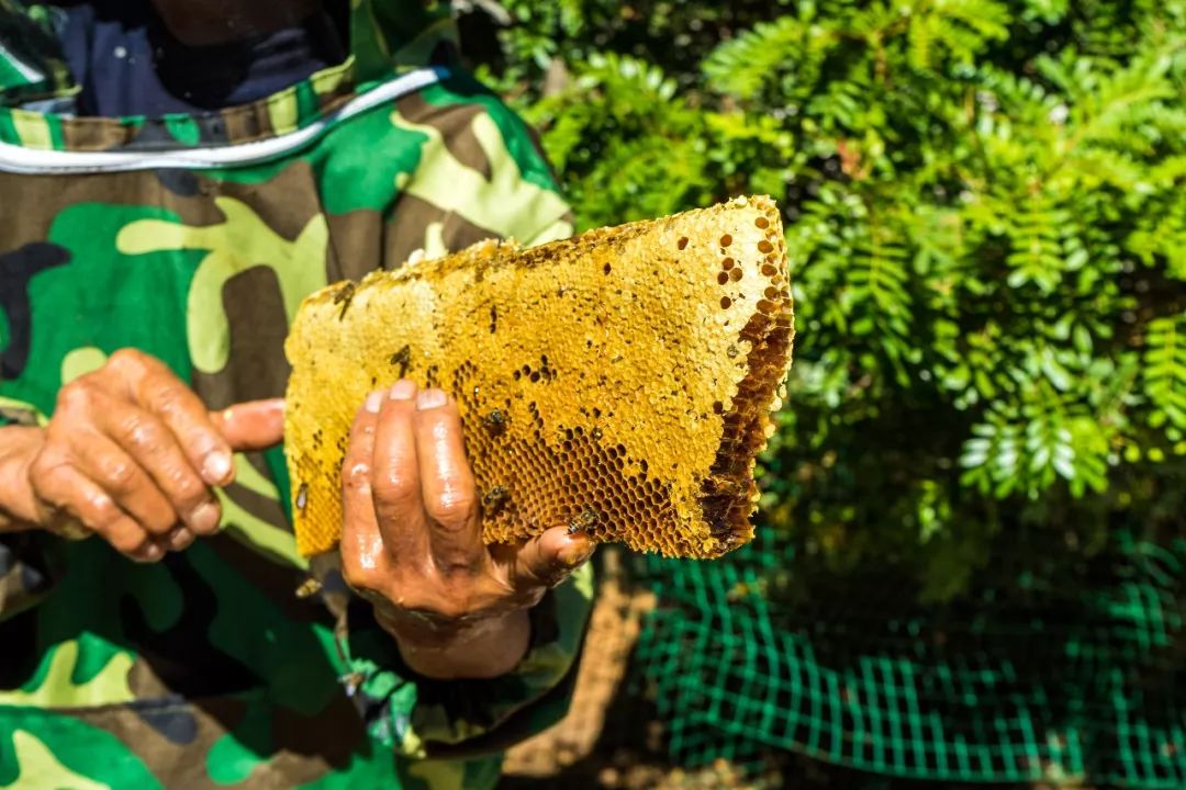 土蜂蜜的取蜜全过程,土蜂蜜取蜜全过程记录