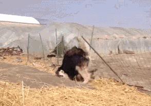 金毛哈士奇萨摩阿拉斯加,哈士奇阿拉斯加萨摩拉雪橇视频