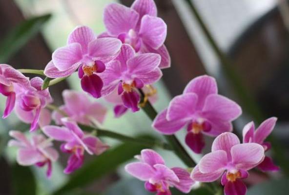 想要养护好蝴蝶兰有什么技巧,陶粒养蝴蝶兰浇水施肥方法