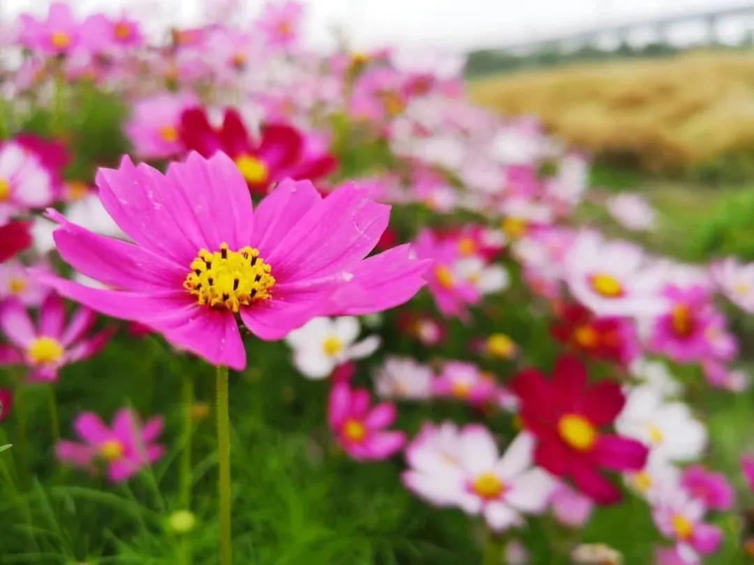 美美美!余杭七大花海组团来袭,遍地繁花好似人间仙境