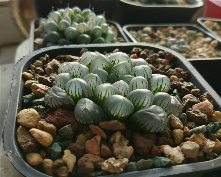 玉露不烂根不徒长,多肉玉露徒长怎么处理