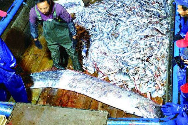 渔民出海捕到3米巨型怪鱼,深海捕获巨型鱼