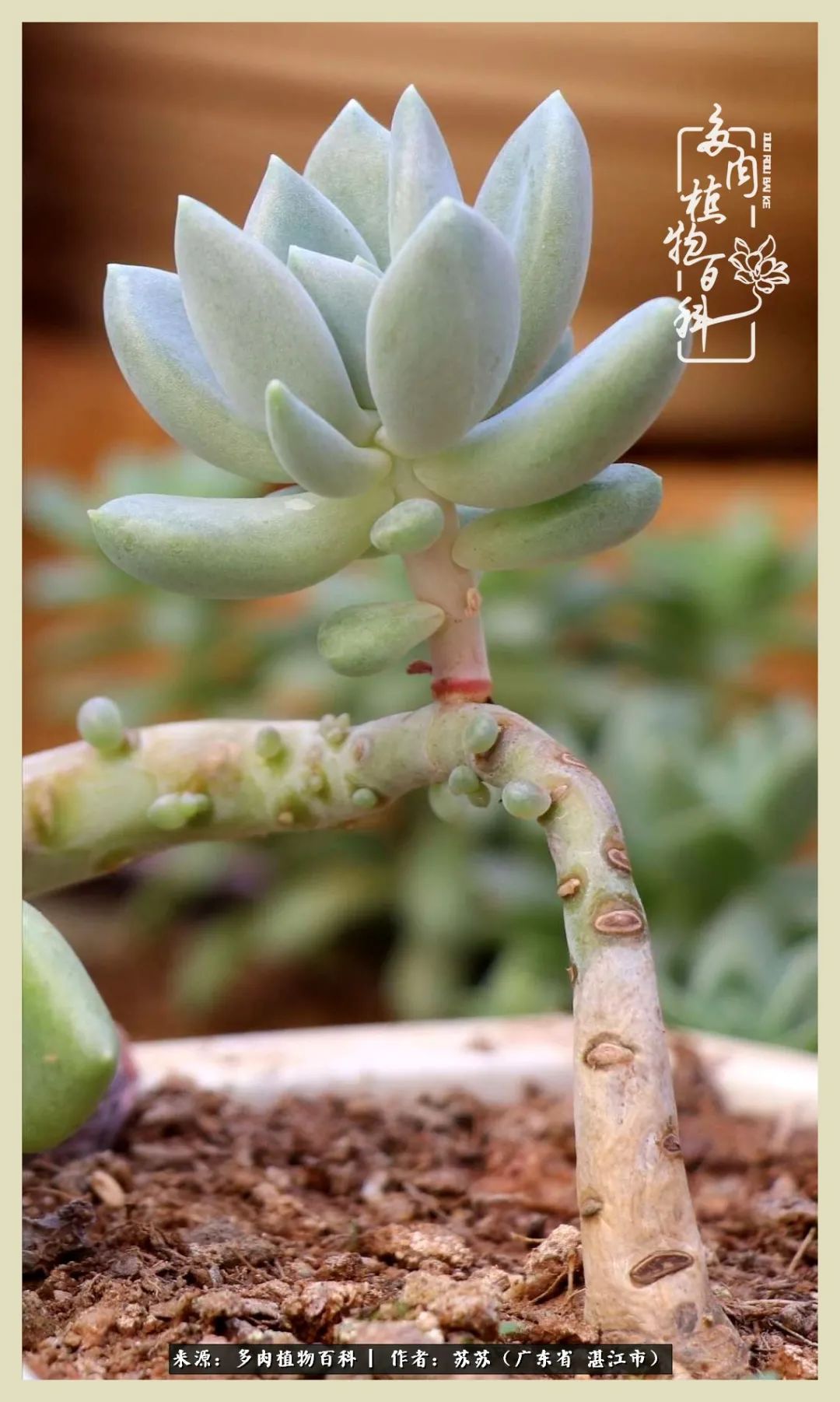 不要辜负与多肉的美好时光,多肉可以给人岁月静好的感觉