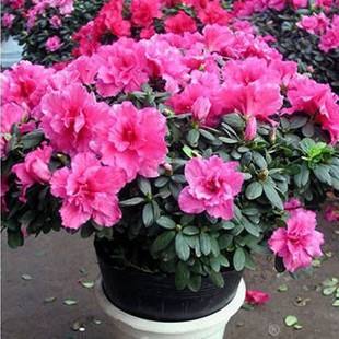 杜鹃长得不茂盛怎么办,杜鹃不开花怎么办教你一招