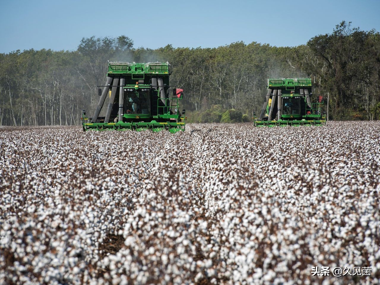 *疆新**棉为何被突然*攻围**?世界最好棉花之一,自然环境造就最强之棉