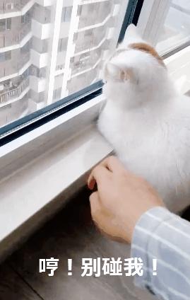 猫咪的八种习性图片,猫咪的七种性格