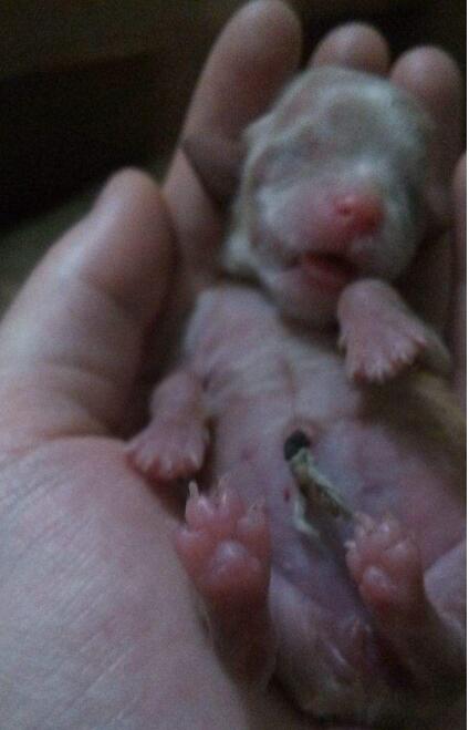 生宝宝的过程是什么样的,生宝宝的过程记录肚子的变化