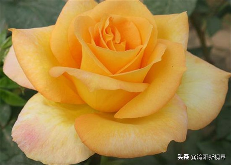 月季创新造型是什么,热门月季品种推荐图片欣赏