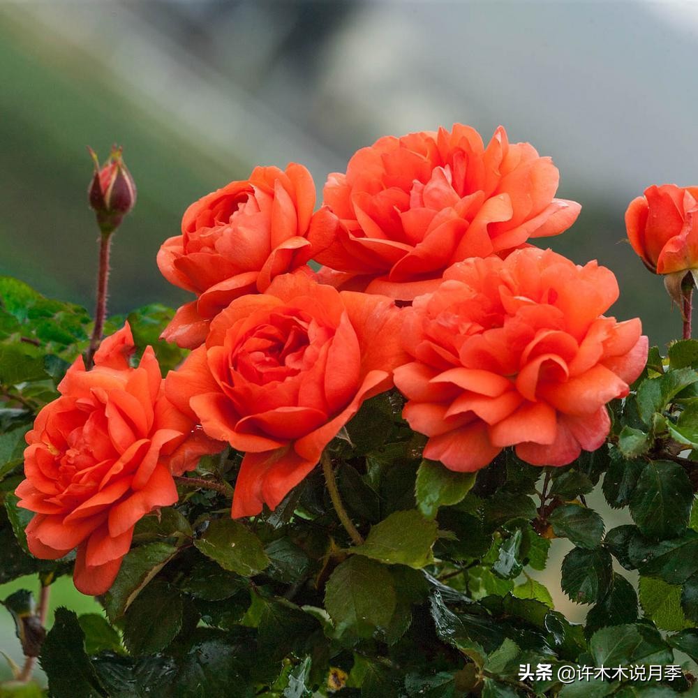 月季花苗怎么种不活,月季盆栽的种植方法和注意事项