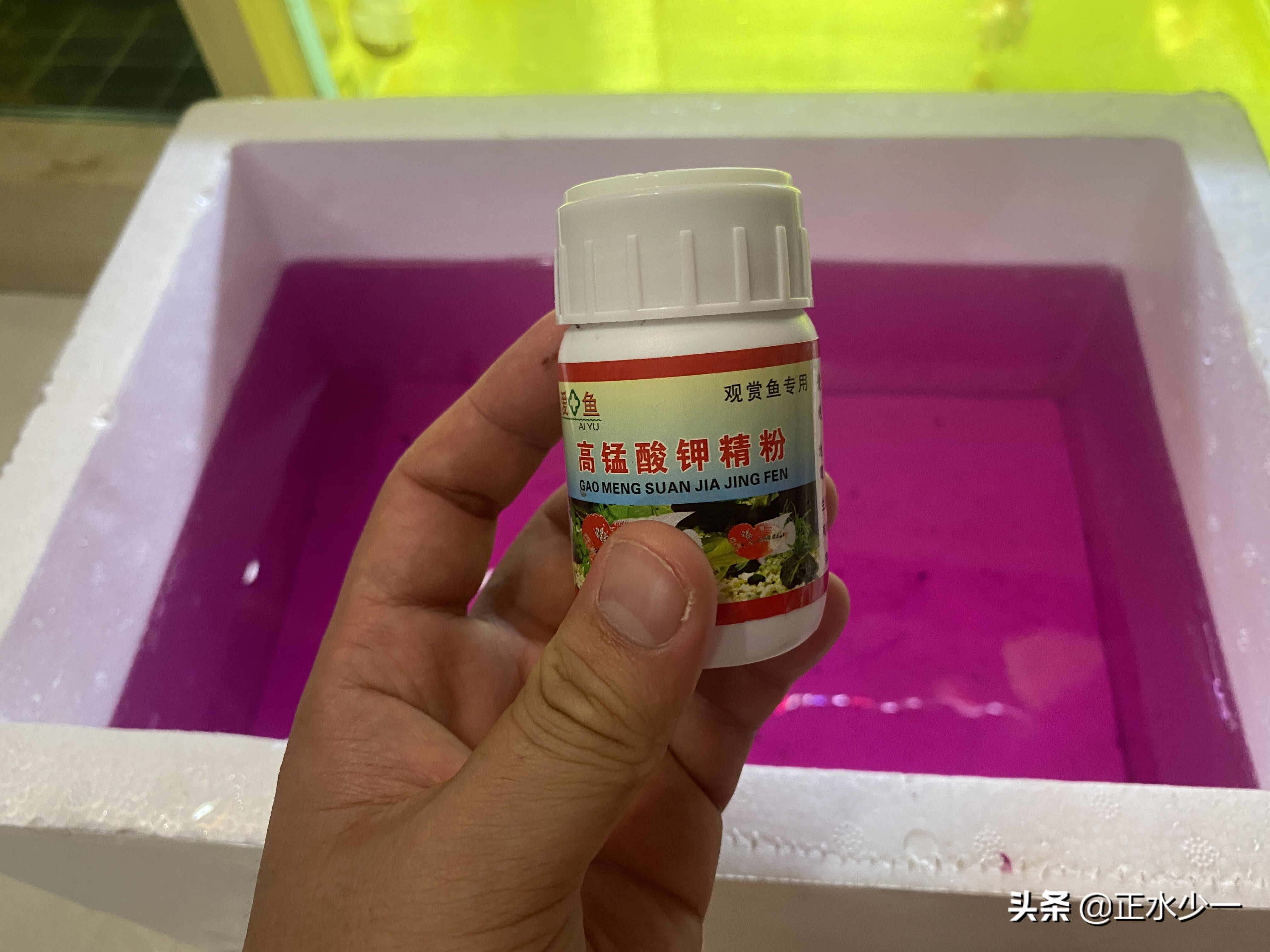 金鱼治疗菌鳃的最好办法,金鱼鳃霉病治疗方法