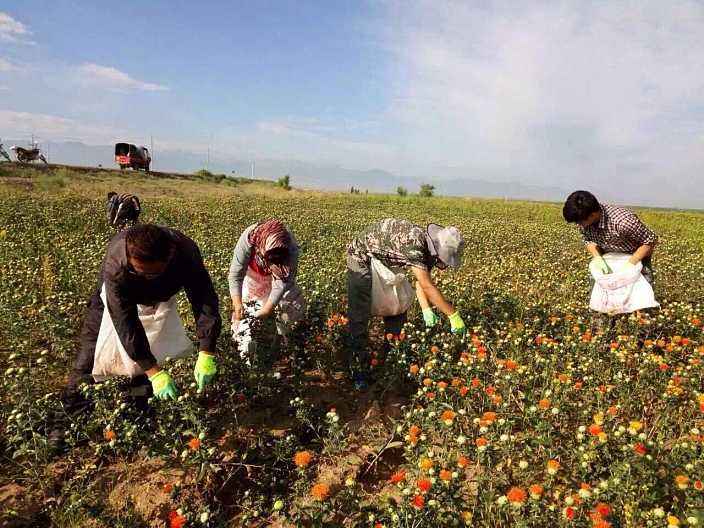 听说去*疆新**干农活很挣钱，不顾家人反对跑到*疆新**，在*疆新**真实经历