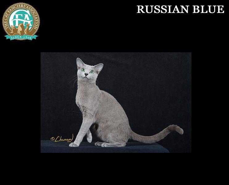 猫有什么品种比较好呢,猫一般都有什么品种