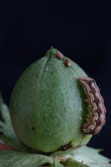 好好的苹果里面怎么烂了,苹果有虫