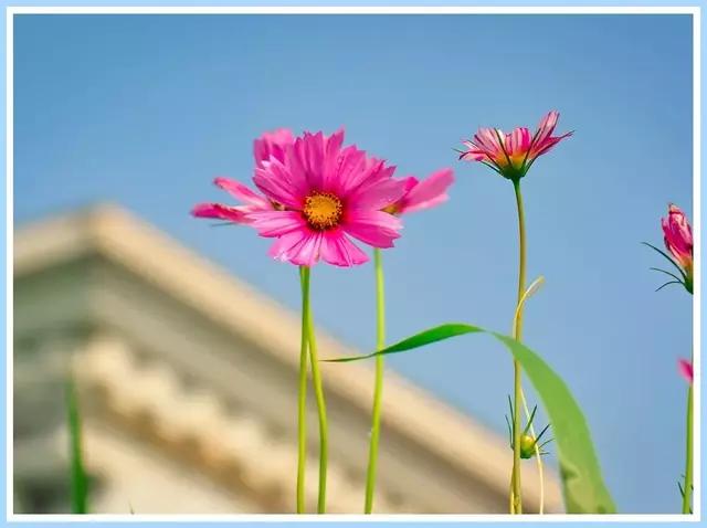 魔都赏花旅游攻略,魔都春季赏花好地方