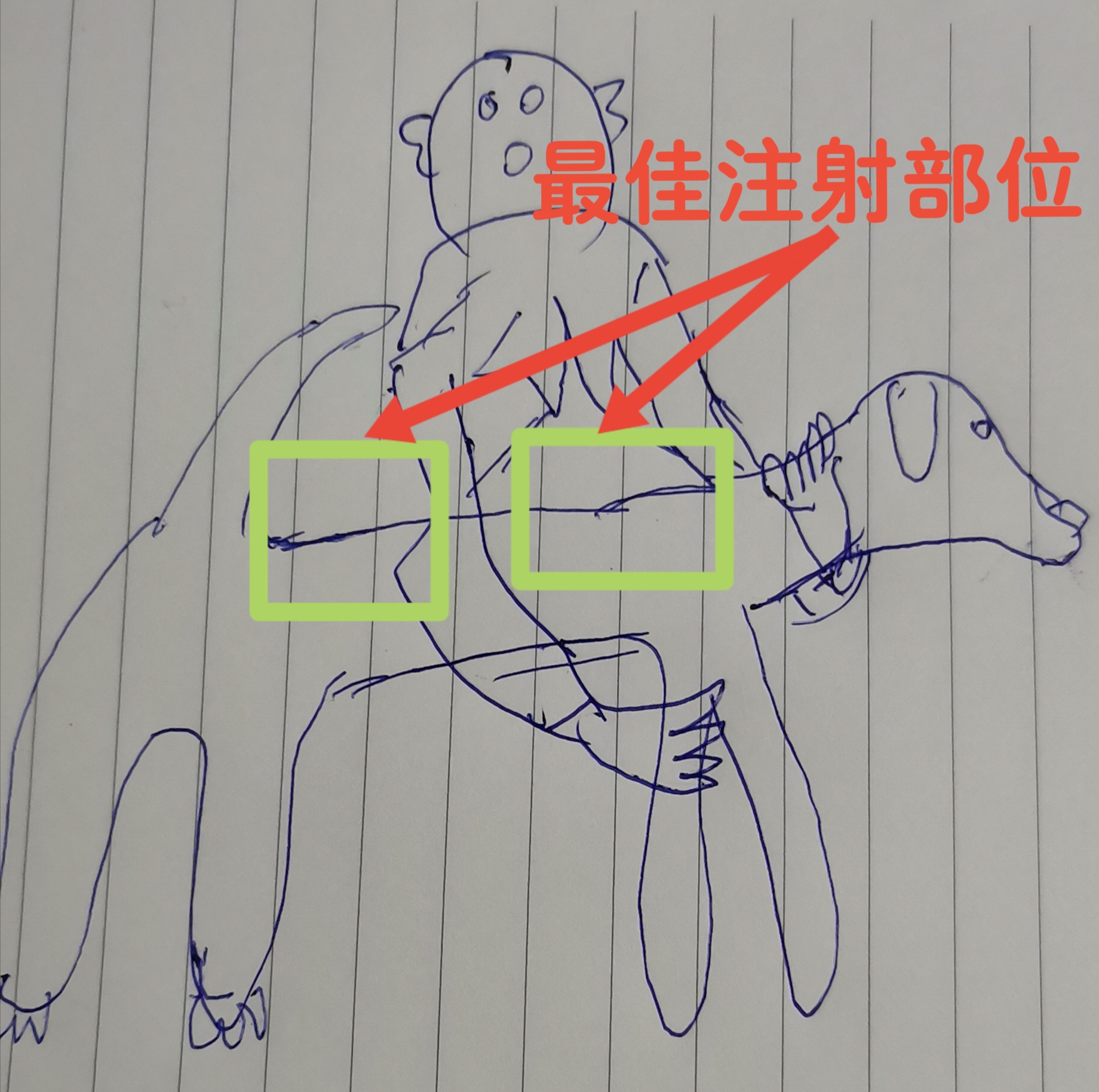 给狗狗打针皮下注射怎么打,给狗狗脖子打针正确的方法