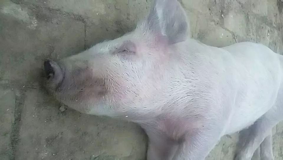 猪感染链球菌的症状及治疗,猪链球菌感染最佳治愈方法