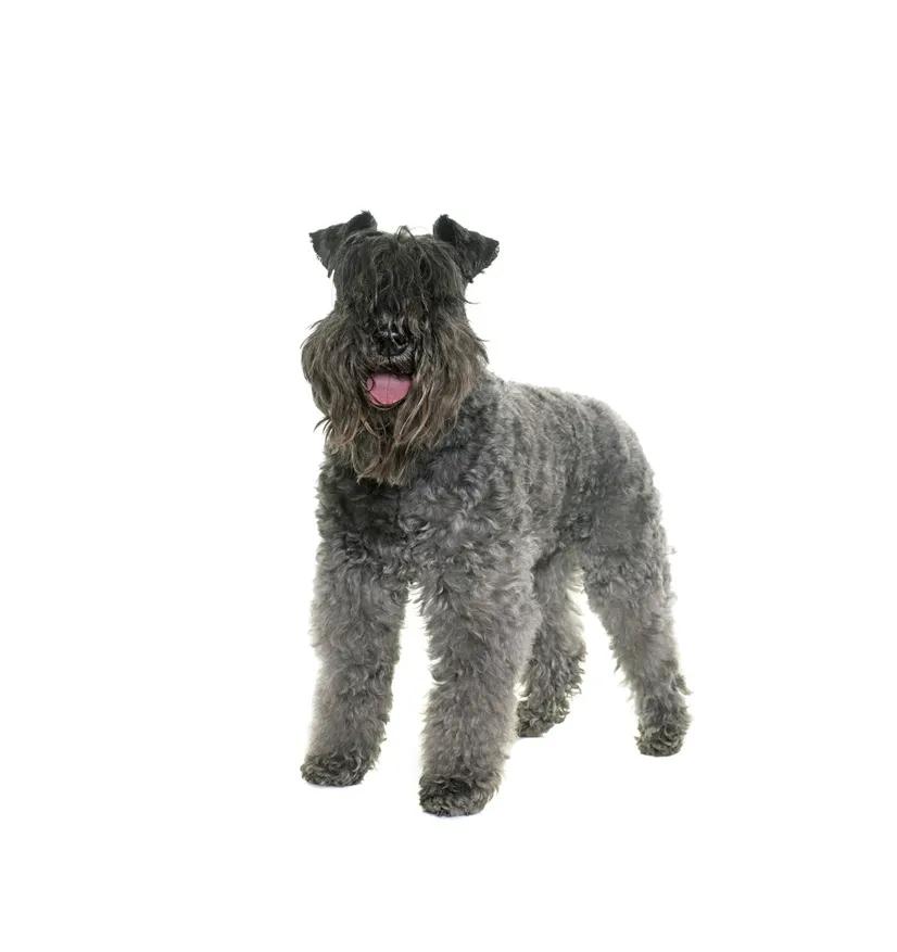 滨州48种烈性犬标准,滨州烈性犬最新规定