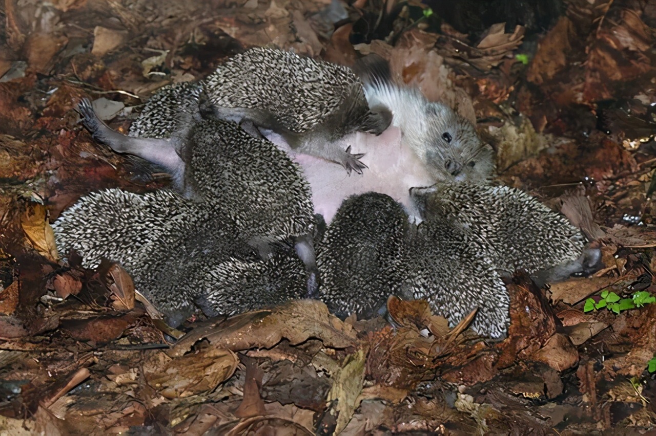 刺猬的自然繁育方式,刺猬的繁殖方式是什么