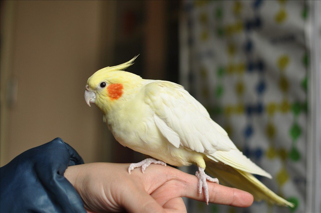 玄凤鹦鹉生病可以吃头孢克肟吗,玄凤生病症状及治疗