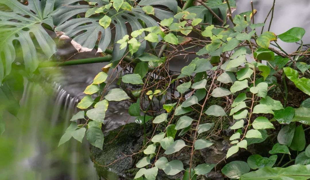 索尼fe24-105mmf4goss价格,索尼fe24-105mmf4能在尼康上用吗