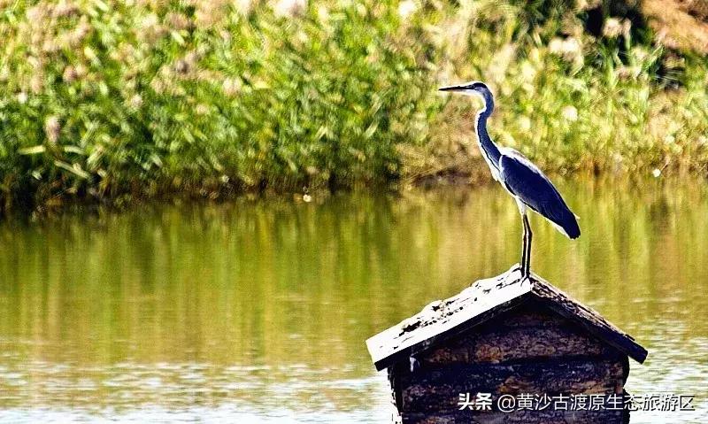 中秋佳节，陪伴家人到宁夏黄沙古渡景区开启畅玩之旅