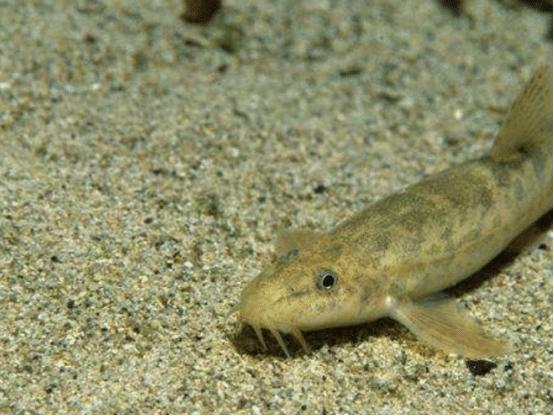 泥鳅市场前景如何,目前国内泥鳅市场行情怎么样