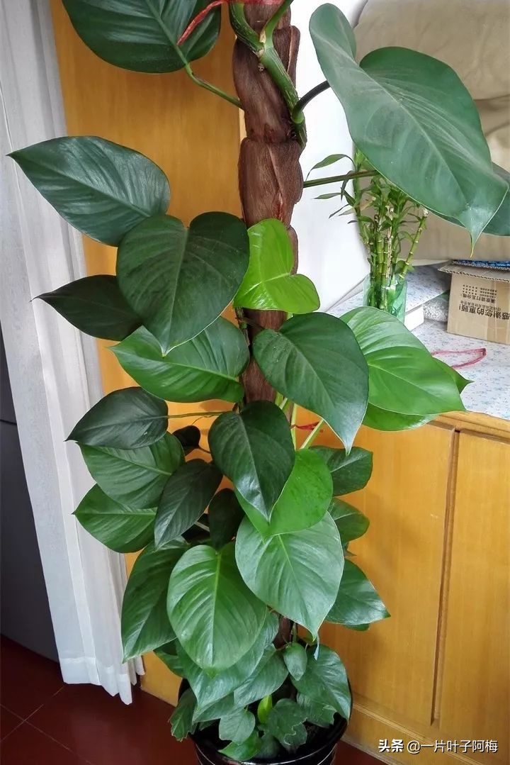 绿萝的叶子越养越小是什么原因,绿萝叶子越养越少