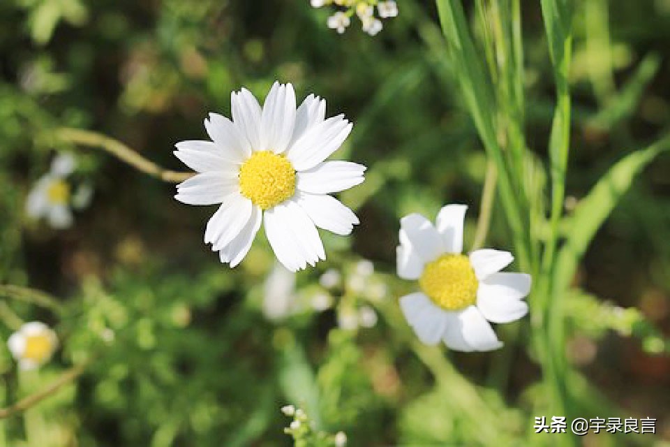 收到转账后霸气的朋友圈说说,女人靠自己的霸气说说朋友圈