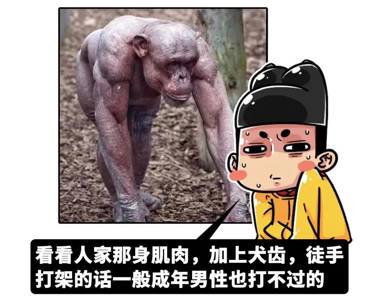 猩猩为什么战胜人类,人类与猩猩的祖先是一样的吗