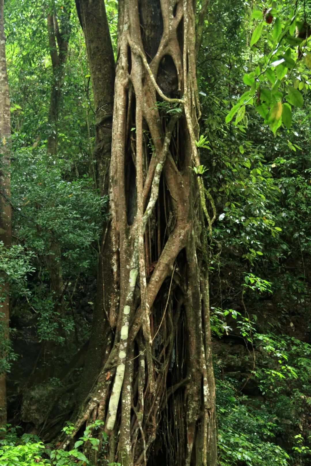 消失30年的寄生花再现,绝迹重生40
