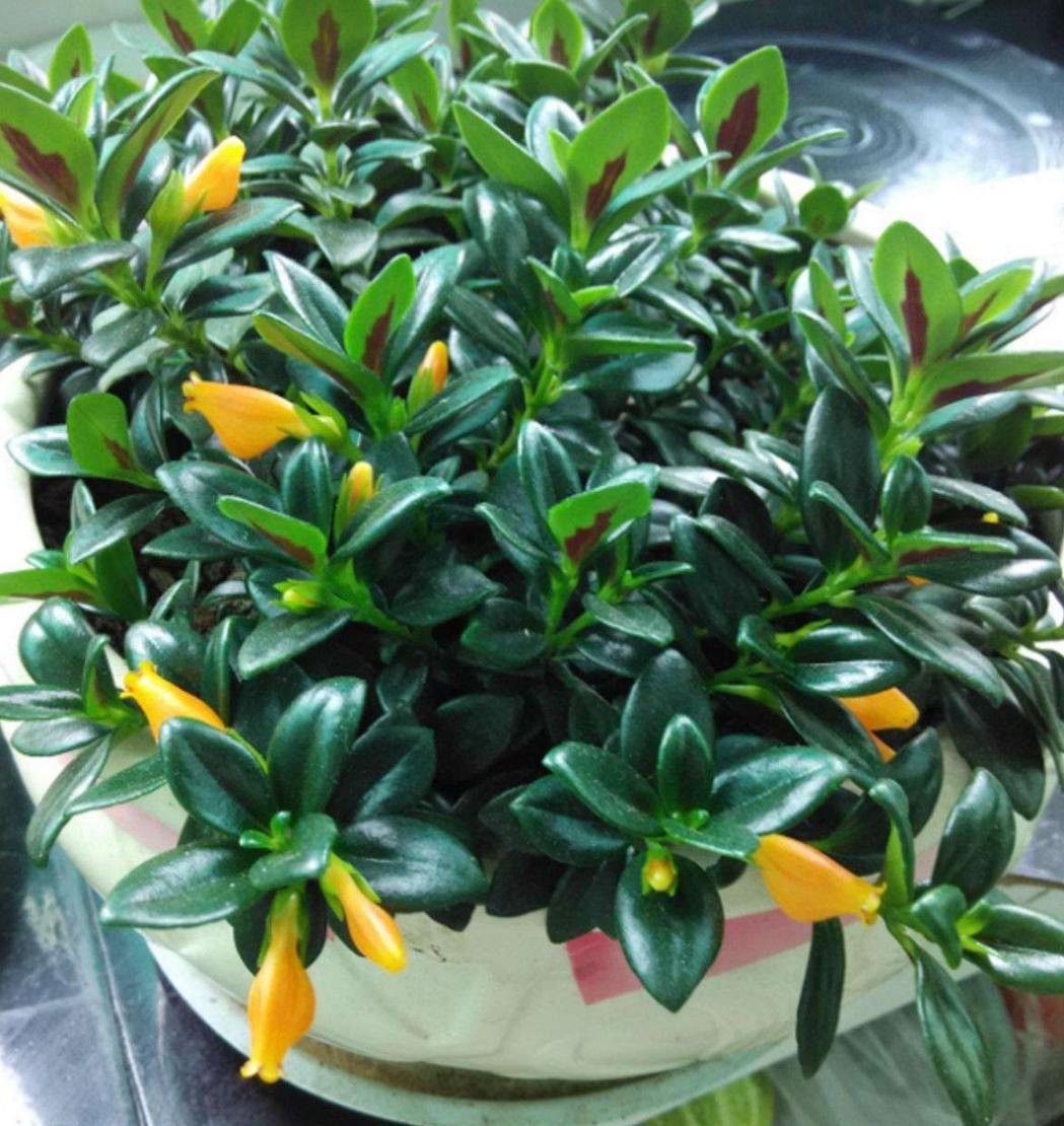 金鱼吊兰怎么养才开花图片,金鱼吊兰怎样养才开花图片