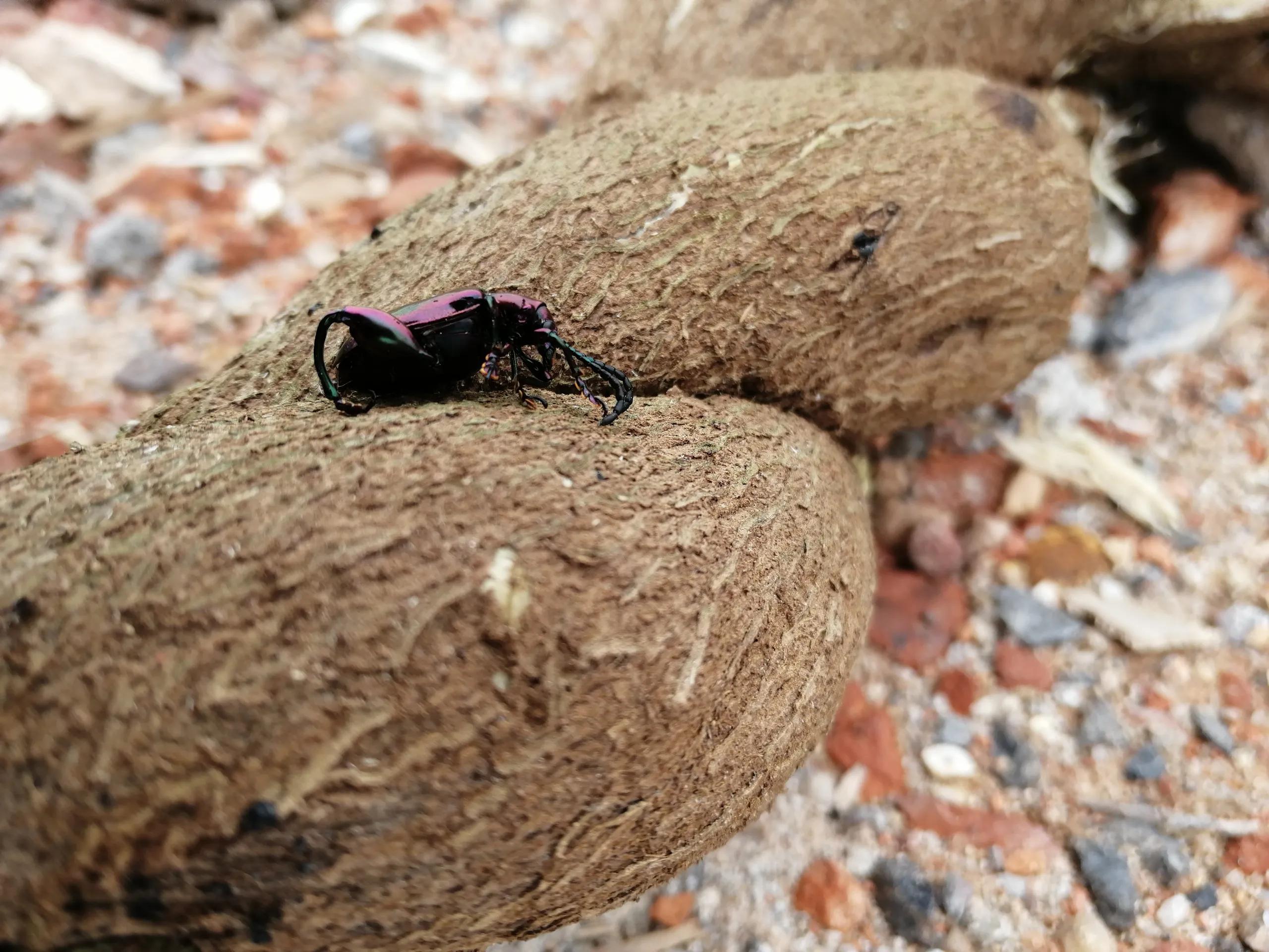 重阳登山看秋色上一句,重阳登山知秋意