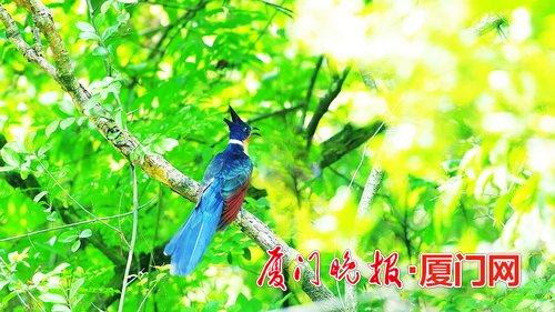 @厦门市民,伤鸟掉脚下,救还是不救?鸟类救助需要专业知识与技能,避免好心办坏事(一)