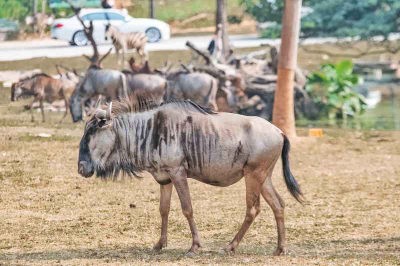 广州长隆野生动物世界的游玩攻略,广州长隆野生动物世界一日游回顾