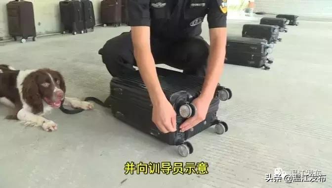 成都世警会比赛时间,世警会成都2022