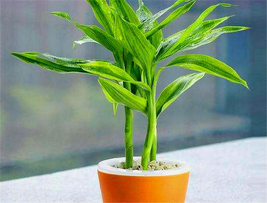 富贵竹黄叶怎么办能救活吗,富贵竹总是黄叶怎么办