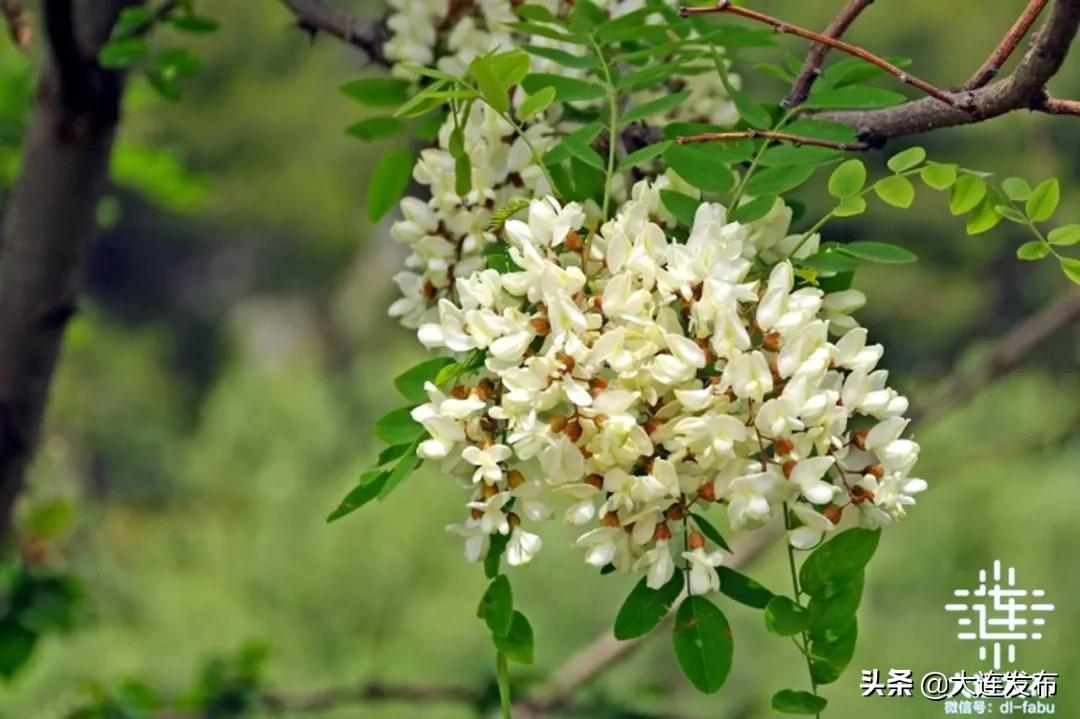 一个极美的露营地,槐之乡露营地