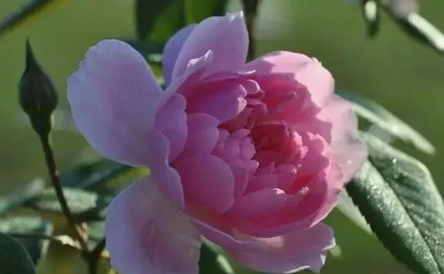 玫瑰花有哪些品种,玫瑰花有哪些品种大全