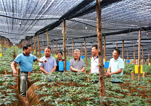 云南白药三七种植,云南三七与云南白药有什么区别