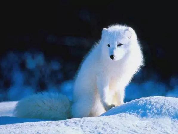 推荐各种狗狗的类型,10种有型罕见的狗狗