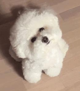 狗狗歪头卖萌,狗狗歪头杀的意思