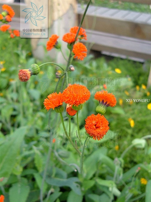 止血丹属于什么剂,止血丹的功效