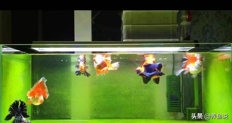 鱼缸中的青苔如何消除,鱼缸青苔处理的最好自然办法