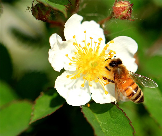 喜马拉雅悬崖蜂蜜价格,喜马拉雅采蜜人