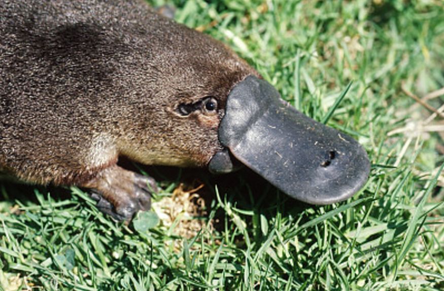 去奇妙的澳大利亚看一看....