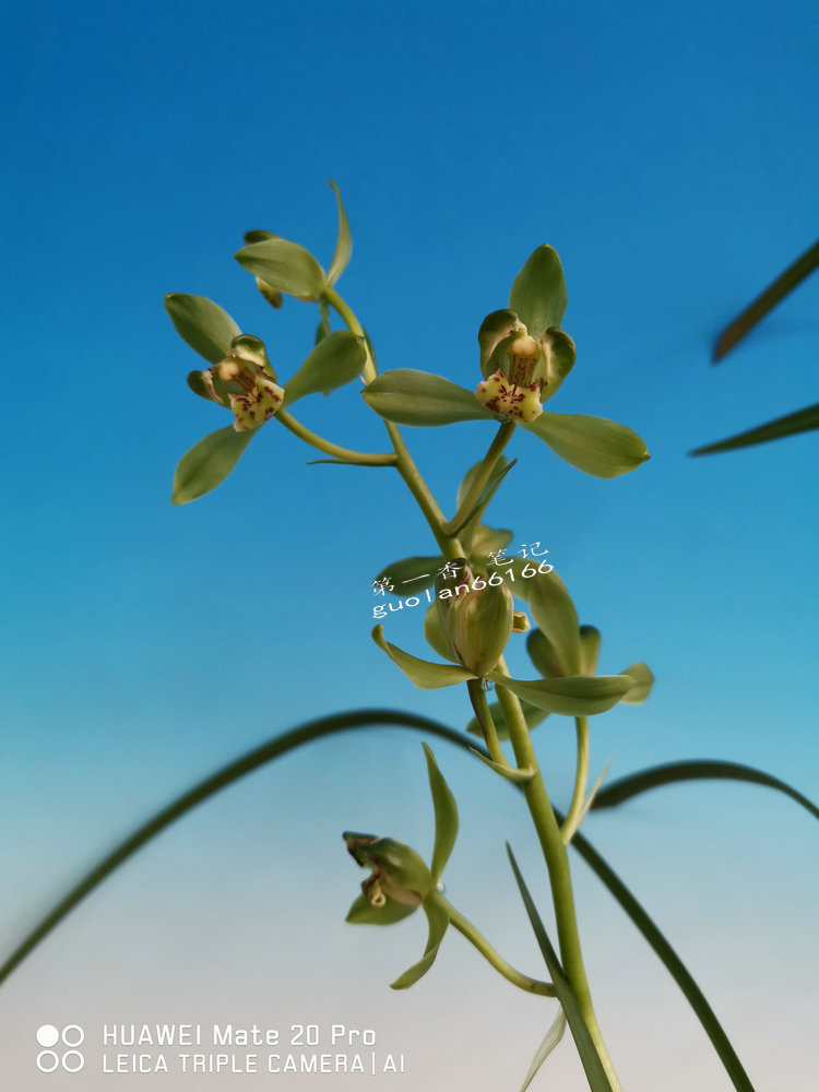 「花开欣赏」0335:送春绿如意的经典绽放