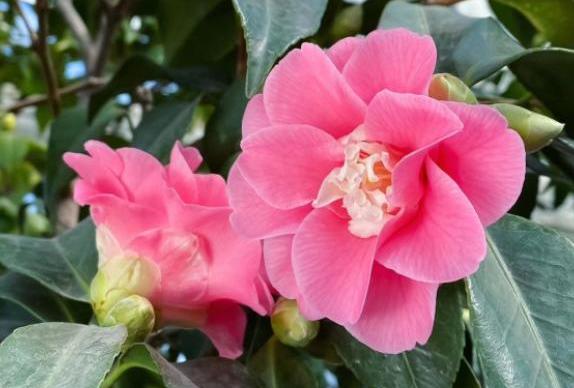 茶花叶子落光了如何抢救,茶花光秃秃怎样做能救活它