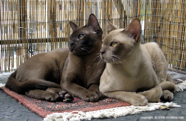 各种猫咪花纹品种,名贵品种猫咪大全