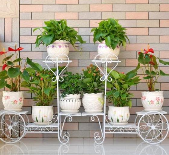 背阴的室内适合种什么,客厅朝阴适合养什么